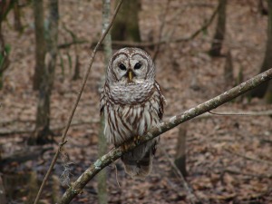 barred-owl-541173_1280