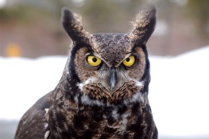 great-horned-owl-744357_1280