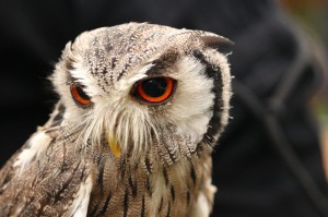 Screech owl bird-1646100_1280
